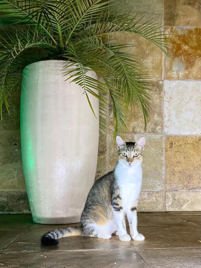פראה Villa Corsica מראה חיצוני תמונה